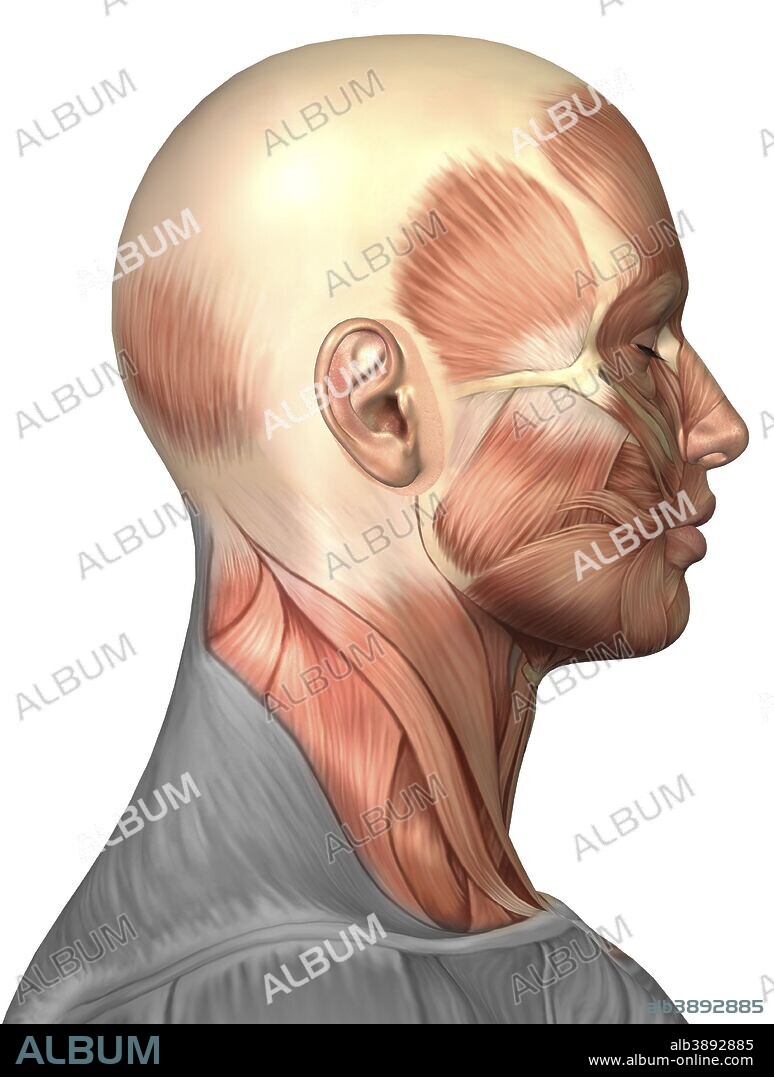 Anatomy of human face muscles, side view.