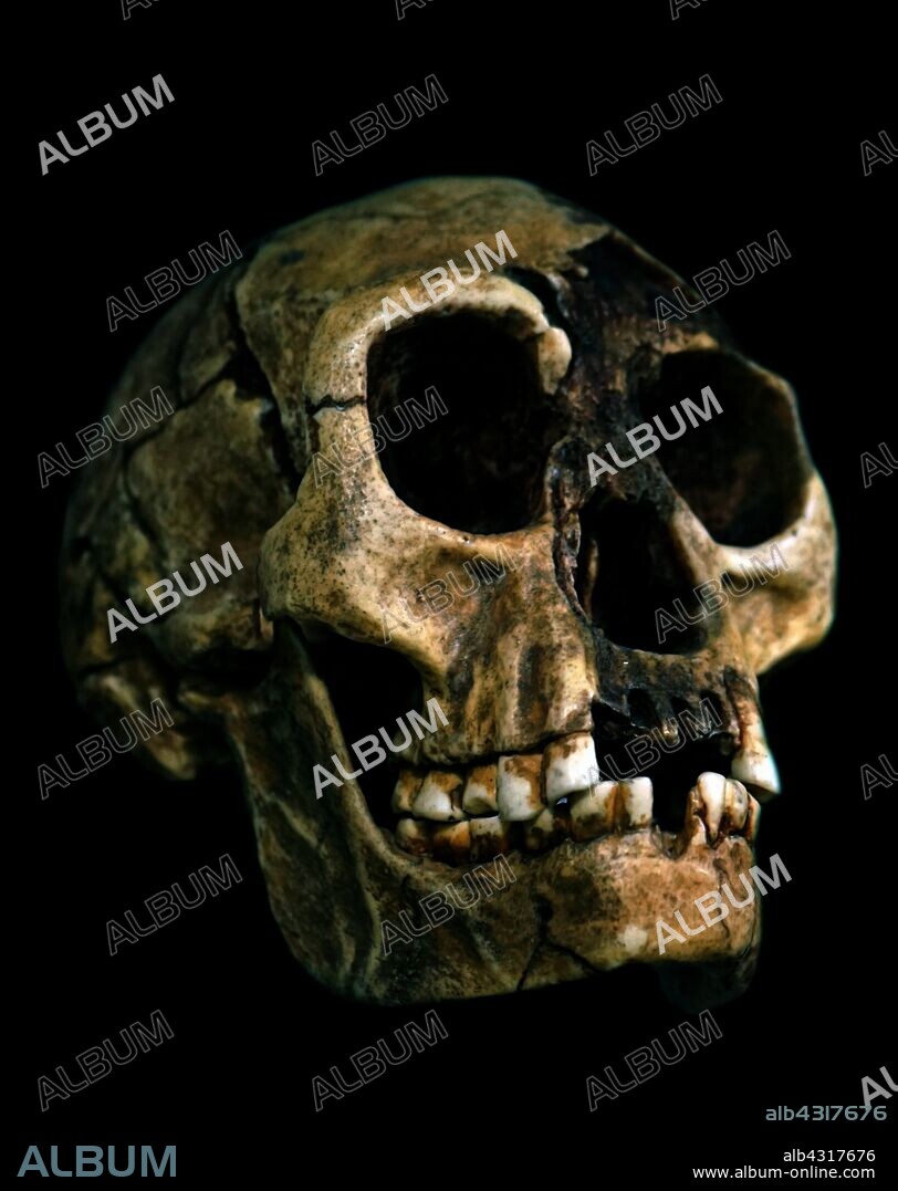 Homo floresiensis (Flores Man, nicknamed hobbit) is an extinct species in the genus Homo. The remains of an individual that would have stood about 1.1 m (3 ft 7 in) in height were discovered in 2003 at Liang Bua on the island of Flores in Indonesia. This hominin had originally been considered remarkable for its survival until relatively recent times, only 12,000 years ago. However, more extensive stratigraphic and chronological work has pushed the dating of the most recent evidence of its existence back to 50,000 years ago. The Homo floresiensis skeletal material is now dated from 60,000 to 100,000 years ago.
