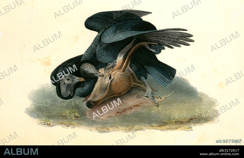 Black Vulture or Carrion Crow., Audubon, John James, 1785-1851.