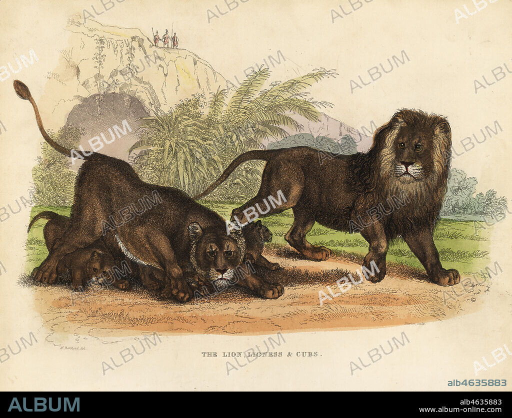 Lion, Lioness and Cubs, Panthera leo. Handcoloured copperplate engraving by Newton after an illustration by W. Berthoud from William Smellies translation of Count Georges Buffons History of the Earth and Animated Nature, Thomas Kelly, London, 1829.