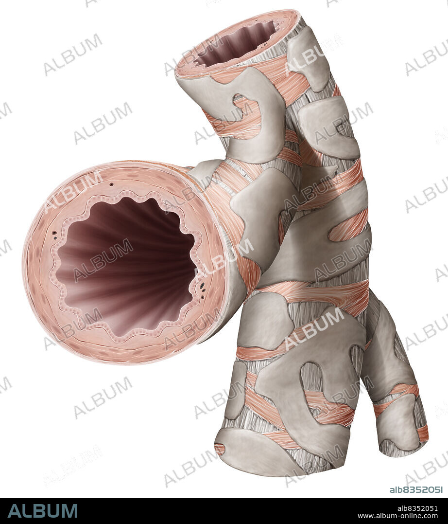 Stemming from the trachea, the bronchi or bronchial tubes are conduits that allow the air to reach the inside of the lungs. They divide into multiple branches in the pulmonary tissue to form the bronchial tree.