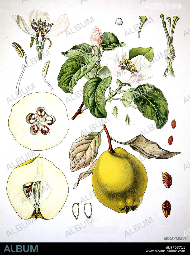 Cydonia oblonga fruit and twig, quince.