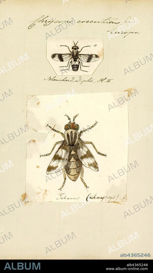 Chrysops, Print, Deer flies are bloodsucking insects considered pests to humans and cattle. They are large flies with large brightly-coloured compound eyes, and large clear wings with dark bands. They are larger than the common housefly and smaller than the horse-fly. There are 250 species of deer fly in the genus Chrysops. Their distribution is worldwide, though they have not been reported in Iceland, Greenland, and Hawaii.