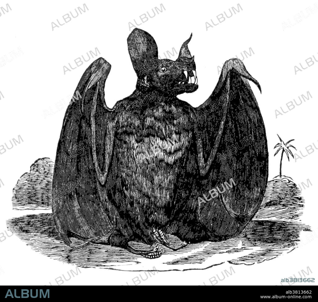 Vampire bats are bats whose food source is blood, a dietary trait called hematophagy. Three bat species feed solely on blood: the common vampire bat (Desmodus rotundus), the hairy-legged vampire bat (Diphylla ecaudata), and the white-winged vampire bat (Diaemus youngi). A vampire bat has front teeth that are specialized for cutting and the back teeth are much smaller than in other bats. The inferior colliculus, the part of the bat's brain that processes sound, is well adapted to detecting the regular breathing sounds of sleeping animals that serve as its main food source. While other bats have almost lost the ability to maneuver on land, vampire bats can walk, jump, and even run by using a unique, bounding gait, in which the forelimbs instead of the hindlimbs are recruited for force production, as the wings are much more powerful than the legs. Vampire bats use infrared radiation to locate blood hotspots on their prey. Image taken from page 332 of "Adventures in the far interior of South Africa" by J. Leland, 1866.