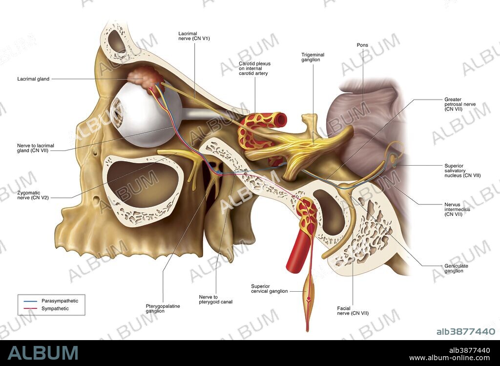 Anatomical pathways of innervation to the lacrimal gland.