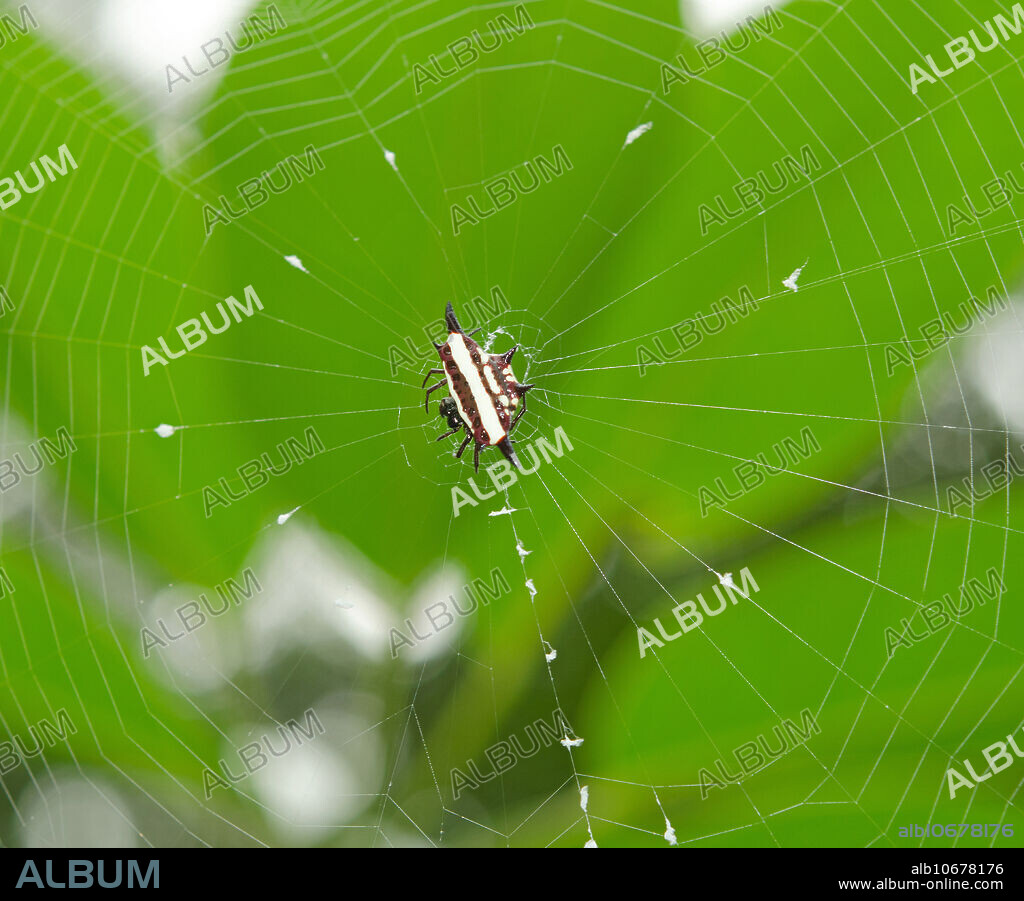 Northern Jewel Spider (Gasteracantha fornicata) Queensland, Australia, in June.