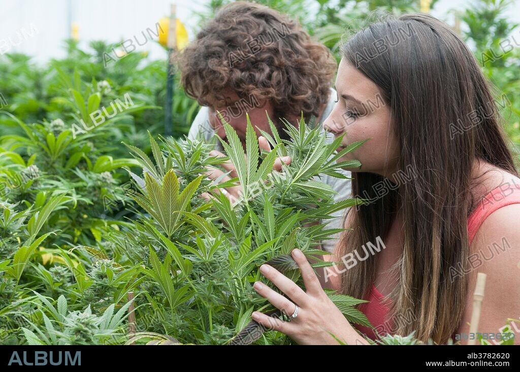 Smelling very large bud of marijuana ready to be harvested at a commercial grow. Pueblo, CO.