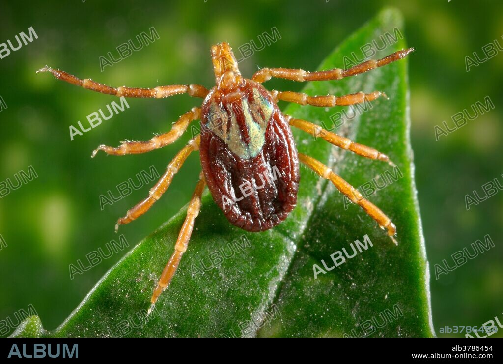 Dorsal view of a female Gulf Coast tick, Amblyomma maculatum. This tick specie is a known vector for Rickettsial organisms, Rickettsia parkeri, and Ehrlichia ruminantium, formerly Cowdria ruminantium. R. parkeri is a member of the spotted fever group of rickettsial diseases affecting humans, while E. ruminantium causes "heartwater disease", an infectious, noncontagious, tick-borne disease of domestic and wild ruminants, including cattle, sheep, goats, antelope, and buffalo. Note the considerably-smaller scutum, or "shield" covering only a small region of its dorsal abdomen, unlike its male counterpart, an example of which can be seen in PHIL 10877 (replace with PR #) which sports a scutum covering its entire dorsal abdomen. The smaller scutum in the female enables its abdomen to expand considerably, leading to an engorged appearance after ingesting its host blood meal. Ticks possess four pairs of legs, placing it in the class of Arachnida, as its cousins, the spiders and scorpions.
