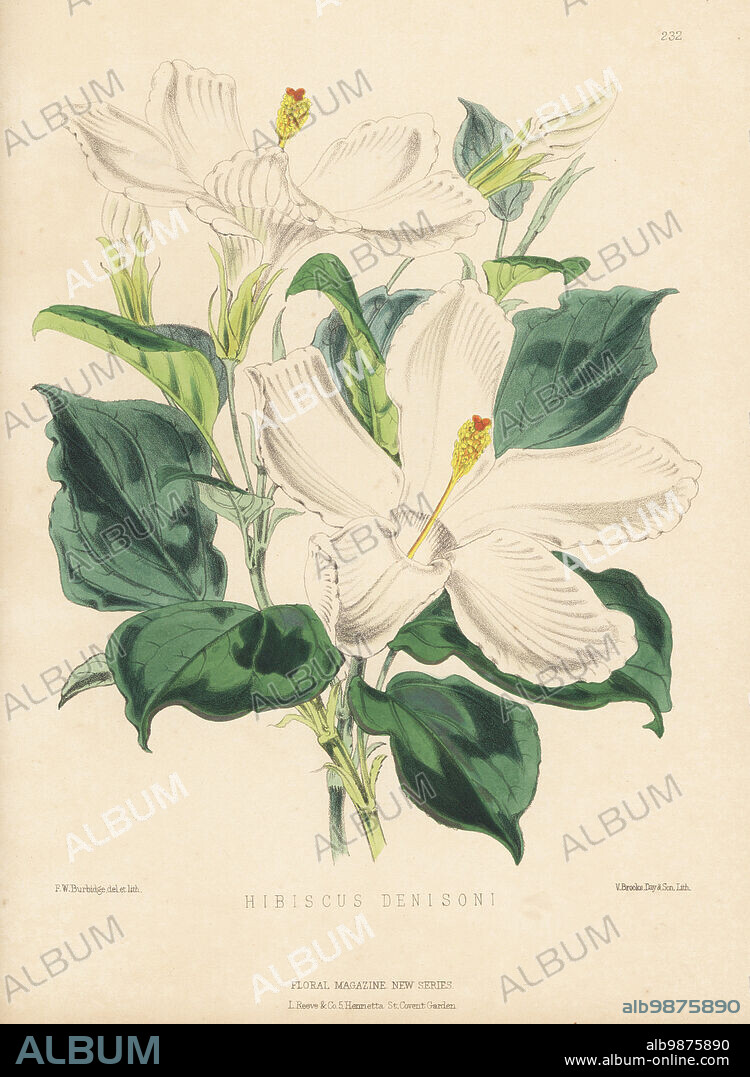 Mysterious hibiscus or lilibiscus species, Hibiscus denisoni. Pink flowers fade to white during the day. Named for William Denison, governor of New South Wales, imported from Australia by Bernard Samuel Williams of Victoria and Paradise Nurseries, Upper Holloway. Handcolored botanical illustration drawn and lithographed by Frederick William Burbidge from Henry Honywood Dombrain's Floral Magazine, New Series, Volume 5, L. Reeve, London, 1876. Lithograph printed by Vincent Brooks, Day & Son.
