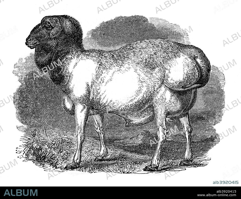 Fat-rumped sheep of Tartary, 1848. An engraving from the Natural History of Man, by James Cowles Prichard, (Hippolyte Bailliere, London, third edition, 1848).
