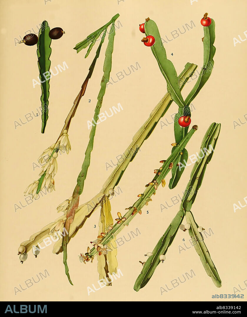Kakteen und Sukkulenten, 1. Rhipsalis gonocarpa, 2. Rhipsalis warmingiana, 3. Rhipsalis tonduzii, 4. Rhipsalis trigona, 5,6. Rhipsalis pentaptera, historical, digital improved reproduction of an original from the 19th century / digital restaurierte Reproduktion einer Originalvorlage aus dem 19. Jahrhundert, genaues Originaldatum nicht bekannt.