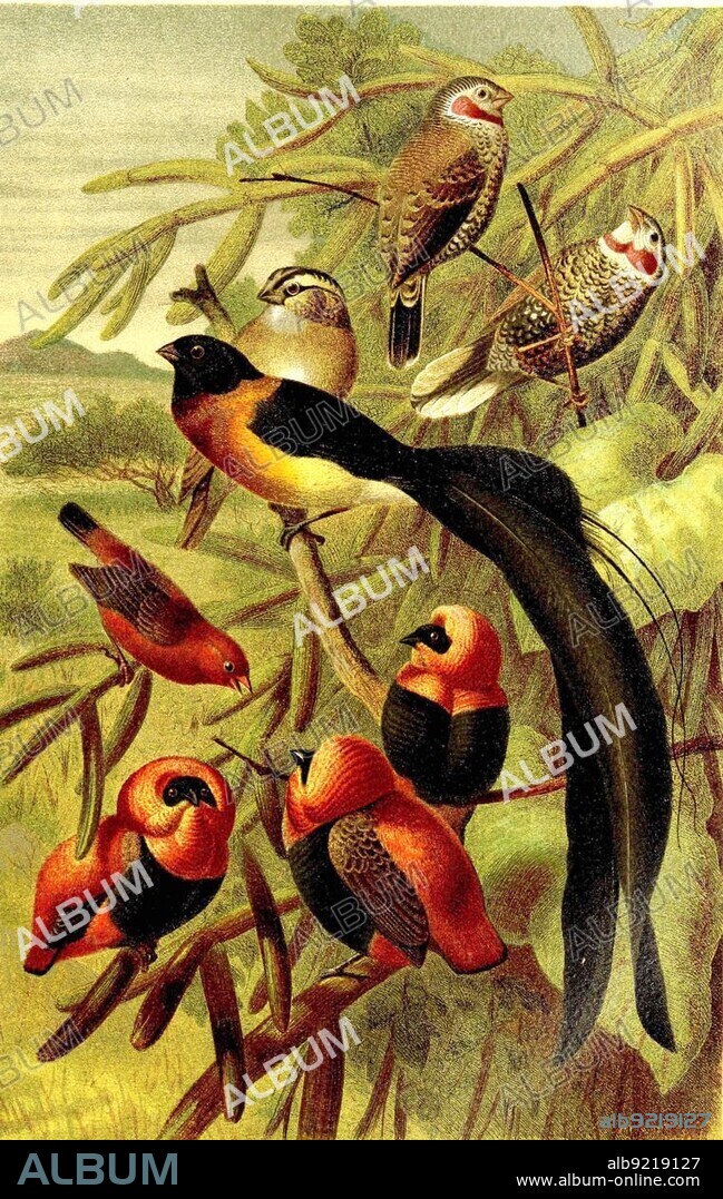 Bird, Red-naped banded bird, Melanopareia torquata, Paradise wida, Female and male, Blood finch, black-winged red bishop (Euplectes hordeaceus), Historic, digitally restored reproduction from a 19th century original.