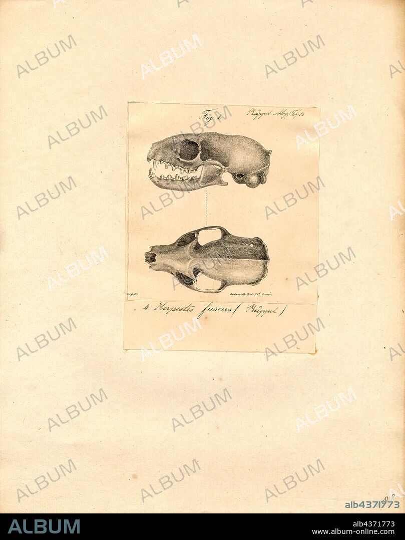 Herpestes fuscus, Print, The Indian brown mongoose (Herpestes fuscus) looks similar to the short-tailed mongoose from Southeast Asia and is sometimes believed to be only a subspecies of this latter. The Indian brown mongoose is found in southwest India and Sri Lanka., skull.