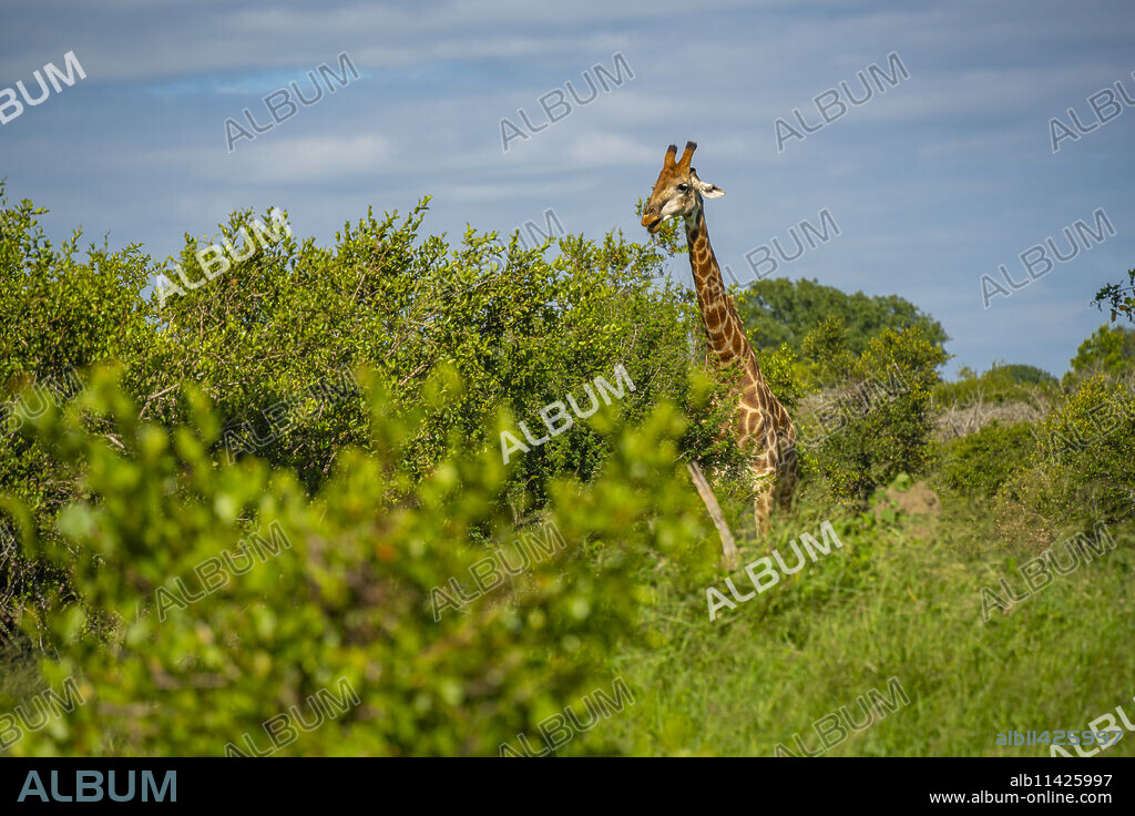 View of Southern giraffe (Giraffa camelopardalis giraffa) on game drive in Kruger National Park, South Africa, Africa.