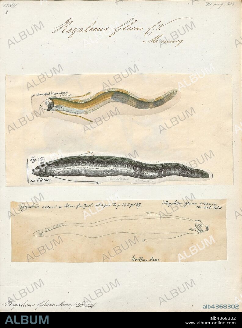 Regalecus glesne, Print, The giant oarfish (Regalecus glesne) is a species of oarfish of the family Regalecidae. It is an oceanodromous species with a worldwide distribution, excluding polar regions. Other common names include Pacific oarfish, king of herrings, ribbonfish, and streamer fish., 1700-1880.