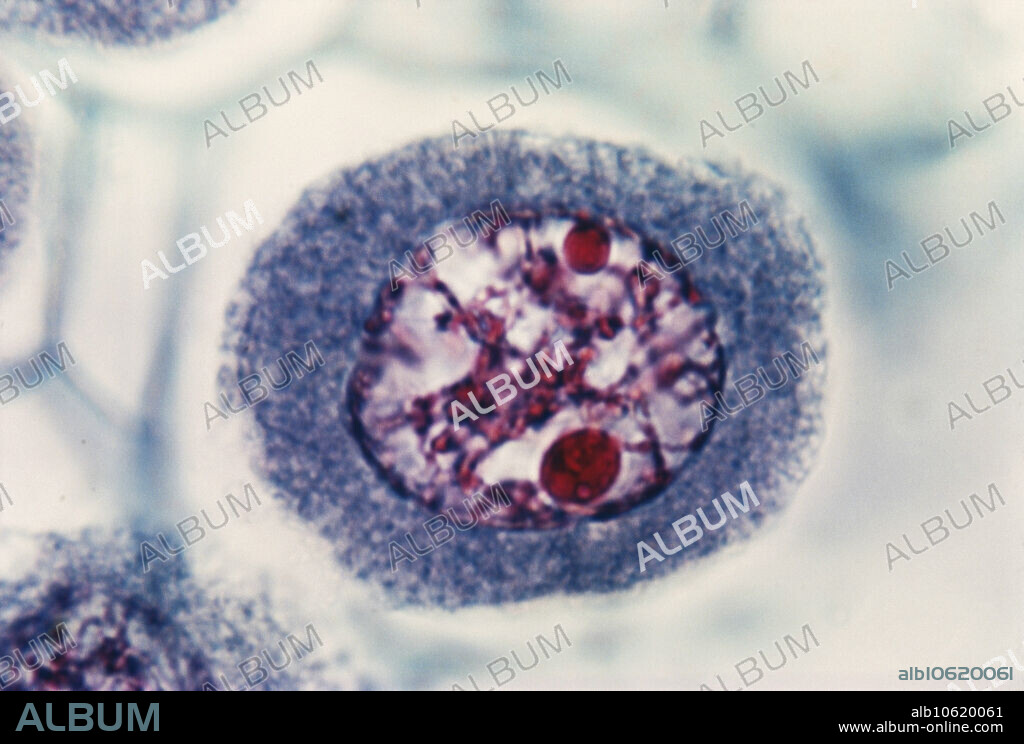 Light micrograph of sporogenous material in Lilium anther: meiosis in pollen mother cell; early prophase. For full set, see: GA6149, GA6150, GA6151, GA6152, GA6153, GA6154, GA6155.