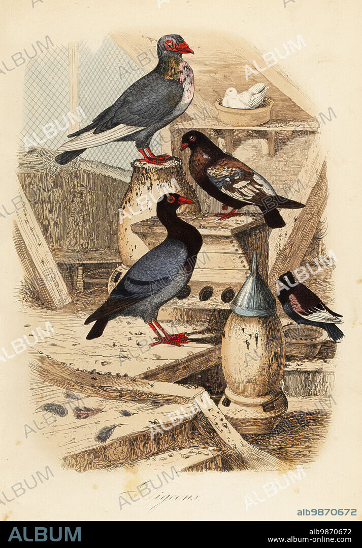 Pigeon Columba livia breeds: Pigeon turc ordinaire, bai dore suisse, bagadais batard. Copied from an lustration by Adolph Fries in Felix-Edouard Guerin-Meneville's Dictionnaire Pittoresque d'Histoire Naturelle. Handcoloured steel engraving printed by F. Chardon from Achille Comtes Musee dHistoire Naturelle, Museum of Natural History, Gustave Hazard, Paris, 1854.