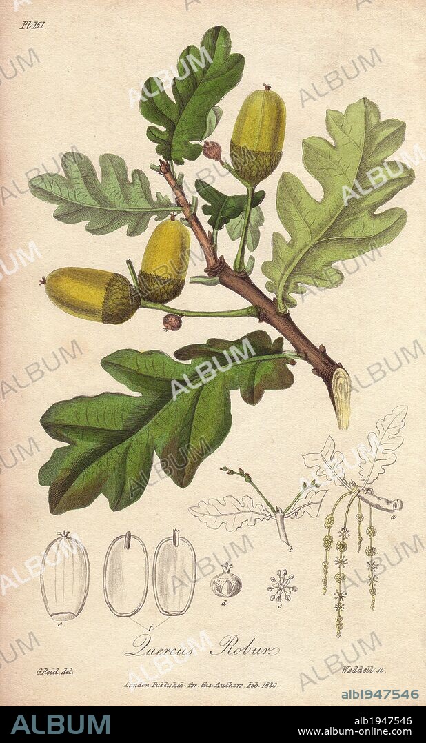 English oak tree, Quercus robur. Handcoloured botanical illustration drawn by G. Reid and engraved on steel by Weddell from John Stephenson and James Morss Churchill's "Medical Botany: or Illustrations and descriptions of the medicinal plants of the London, Edinburgh, and Dublin pharmacopœias," John Churchill, London, 1831.