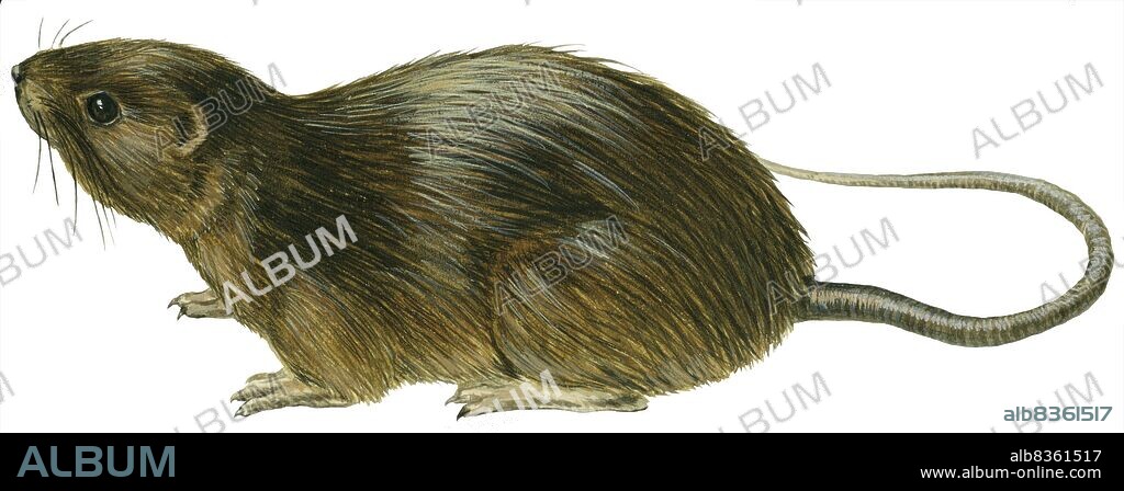 Florida water rat.