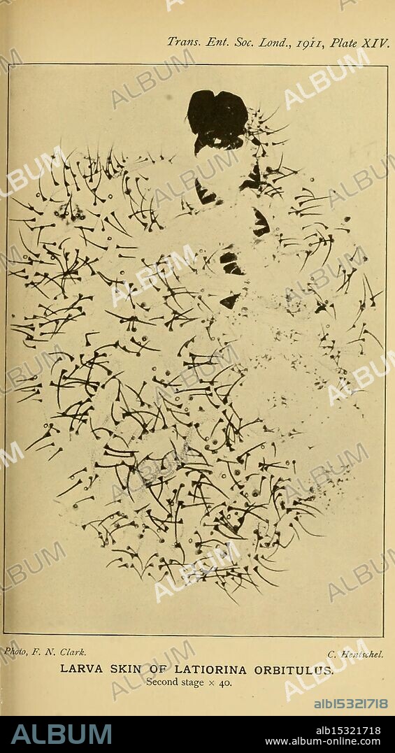 Transactions of the Entomological Society of London, London, The Society, entomology, periodicals, insect, A detailed illustration of the larva skin of Latiroina orbitulus in its second developmental stage. The intricate texture and pattern of the larval skin are highlighted, showcasing delicate and fine structures. This visual representation emphasizes the complexity of the organism's development, as well as its unique morphological characteristics. The caption notes the source as 'Trans. Ent. Soc. Lond., 1911, Plate XV,' attributed to the contributions of F. N. Clark and C. Hutshell.