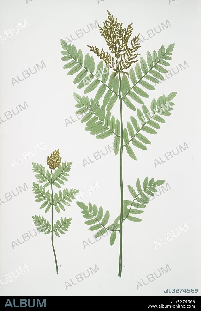 Osmunda regalis. The royal, or Flowering fern, Bradbury, Henry Riley (1821-1887), (Illustrator), ferns of Great Britain and Ireland.
