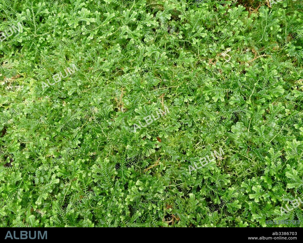 Psilotum nudum, known as the skeleton fork fern, is a fernlike plant in the order Psilotales, it lacks roots. Psilotum nudum is considered a 'primitive' plant - a descendent of possibly the first group of vascular plants which were widespread during the Devonian and Silurian periods.