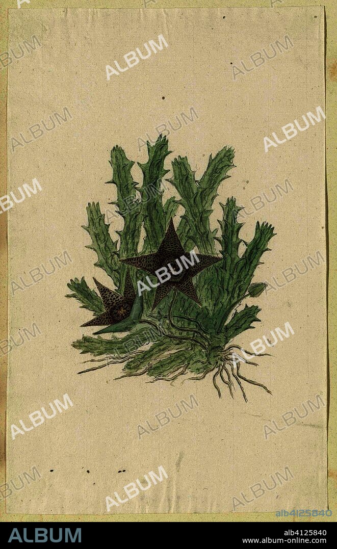 Orbea verrucosa (Masson) Haw. (Hirsute Stapelia). Draughtsman: Robert Jacob Gordon. Dating: Oct-1777 - Mar-1786. Measurements: h 660 mm × w 480 mm; h 326 mm × w 205 mm.