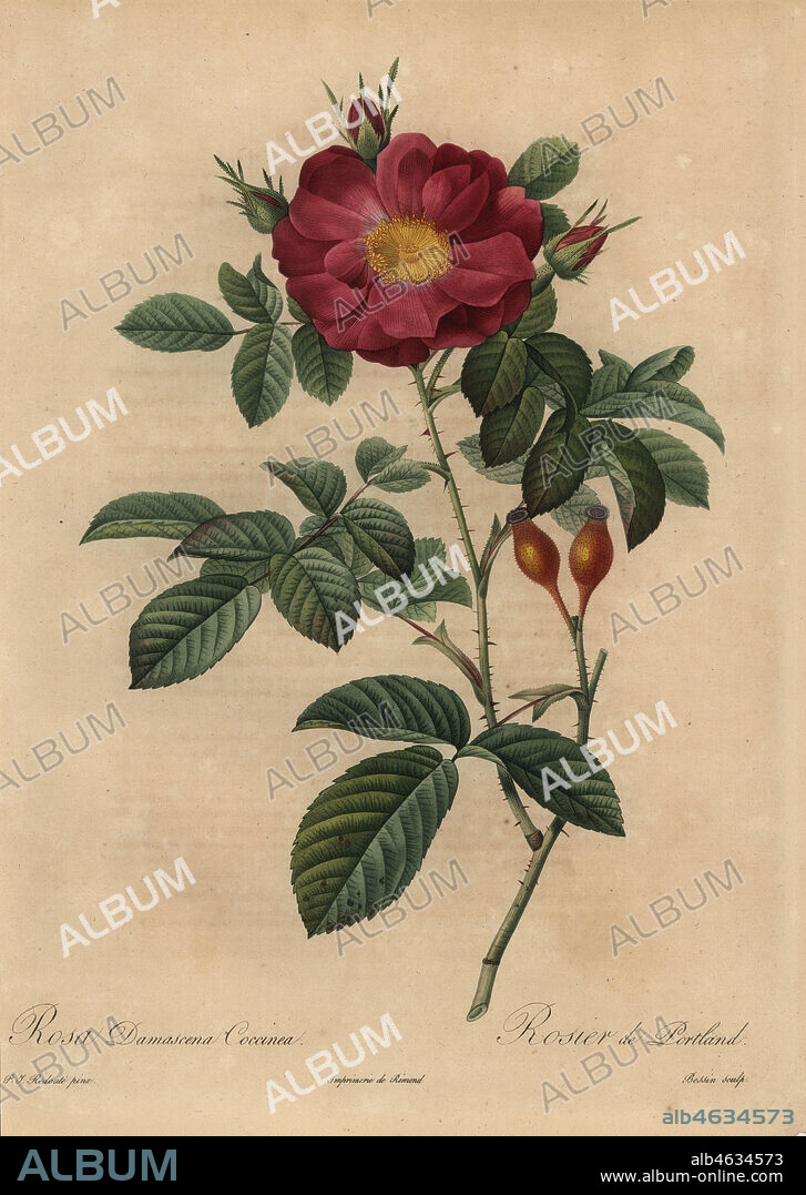 Scarlet damask rose, Rosa damascena coccinea, Rosier de Portland. Hybrid of Rosa gallica and Rosa moschata. Stipple copperplate engraving by Rosine-Antoinette Bessin handcoloured a la poupee after a botanical illustration by Pierre-Joseph Redoute from the first folio edition of Les Roses, Firmin Didot, Paris, 1817.