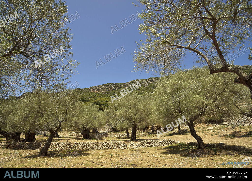 Olivar del Pla Del Bosc De Son Palou.Valle de Orient. Bunyola.Mallorca.Islas Baleares. Spain.