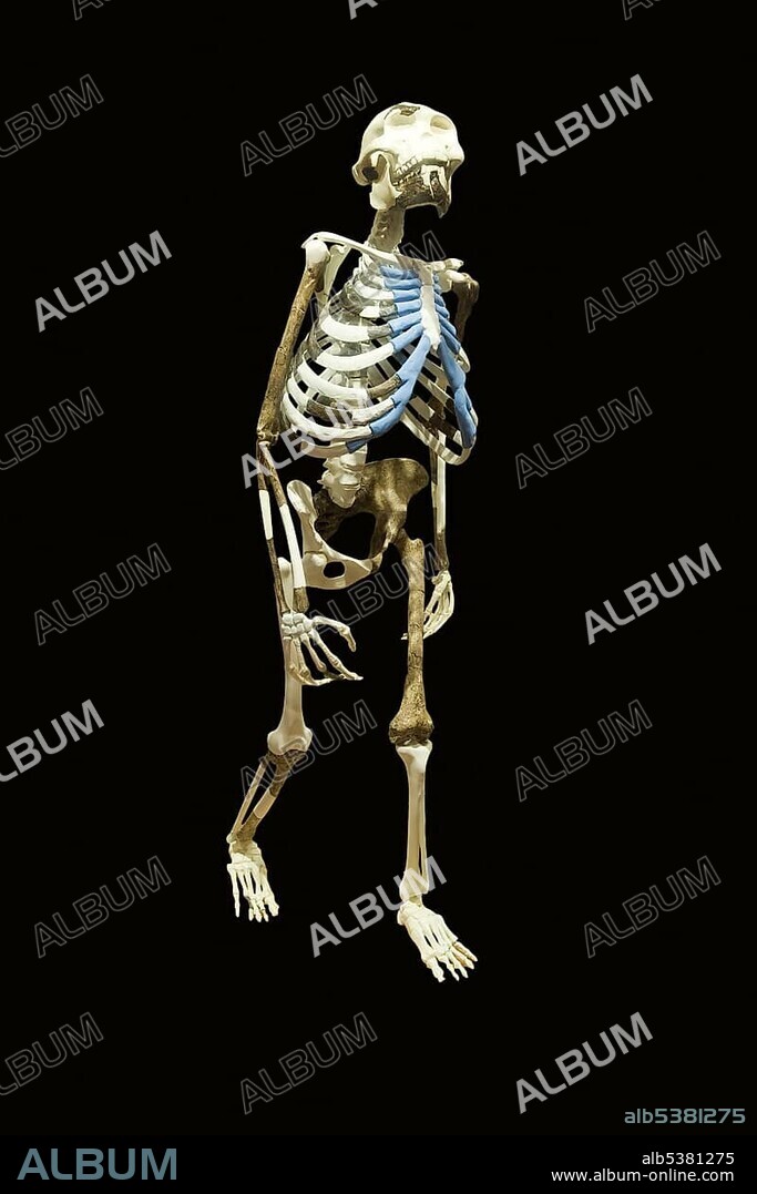 Replica of the skeleton of the Australopithecus afarensis Lucy also known as Dinknesh, Wonderful, Addis Ababa National Museum, Ethiopia, Africa