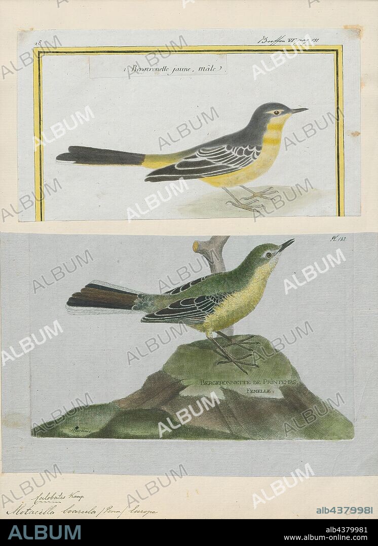 Motacilla boarula, Print, Wagtail, The wagtails are a genus, Motacilla, of passerine birds in the family Motacillidae. The forest wagtail belongs to the monotypic genus Dendronanthus which is closely related to Motacilla and sometimes included herein. The common name and genus names are derived from their characteristic tail pumping behaviour. Together with the pipits and longclaws they form the family Motacillidae., 1700-1880.