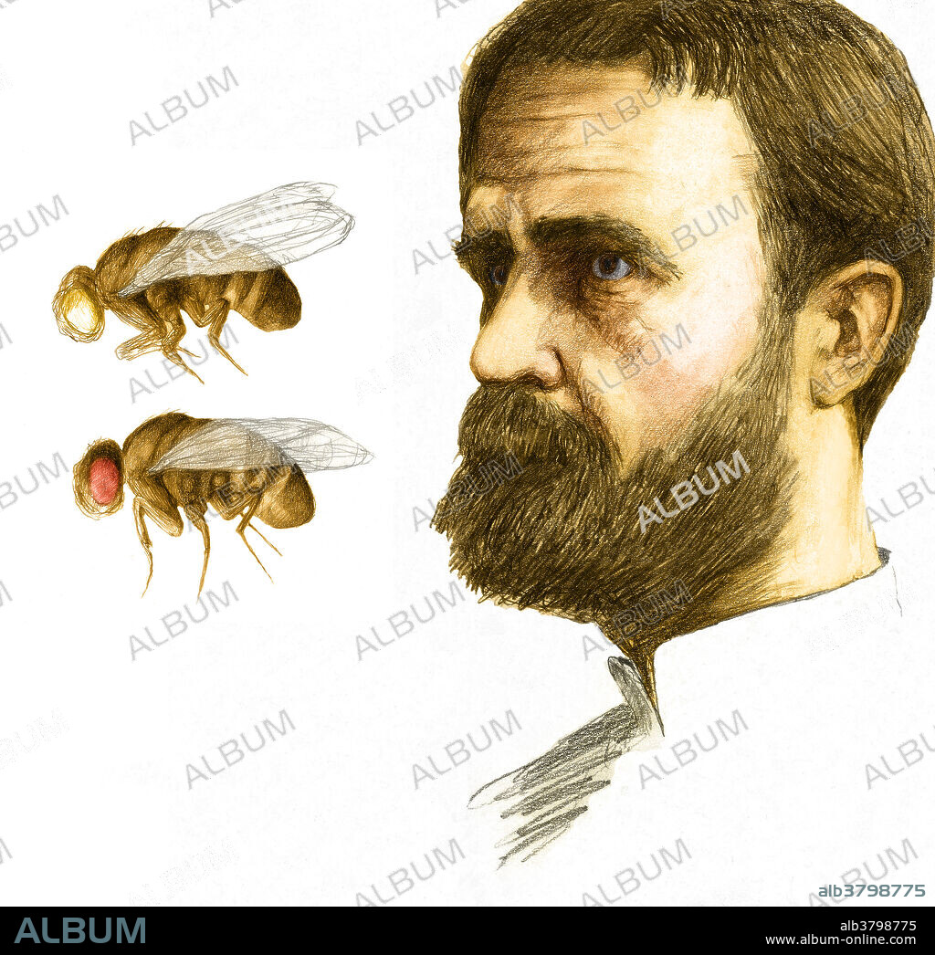 Color enhanced illustration of Thomas Hunt Morgan (1866-1945), US geneticist and Nobel Laureate. Morgan was born in Kentucky, and studied zoology at the State College. He then moved to Johns Hopkins University. His work in genetics is largely remembered for the use of the fruit fly Drosophila melanogaster, and for establishing many ideas in chromosome theory. It was Morgan who proved that the chromosome was the carrier of heredity, and that the chromosome consists of genes. He also discovered crossover (the exchange of genes between chromosomes), and helped produce the first chromosome map. In 1933 he was awarded the Nobel Prize for Physiology or Medicine.
