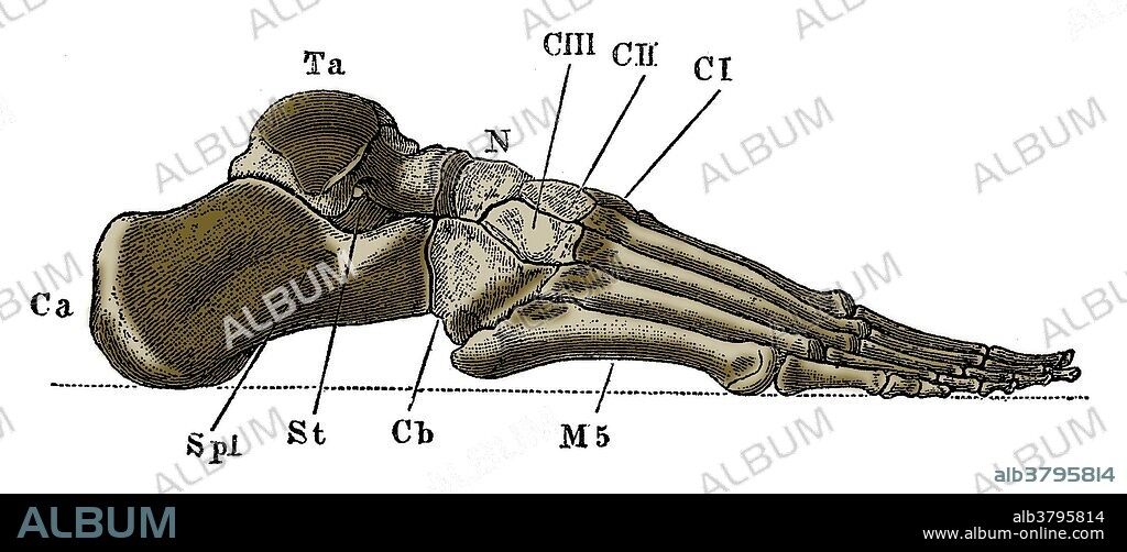 A labeled illustration of the outer side of the bones of a human's right foot.