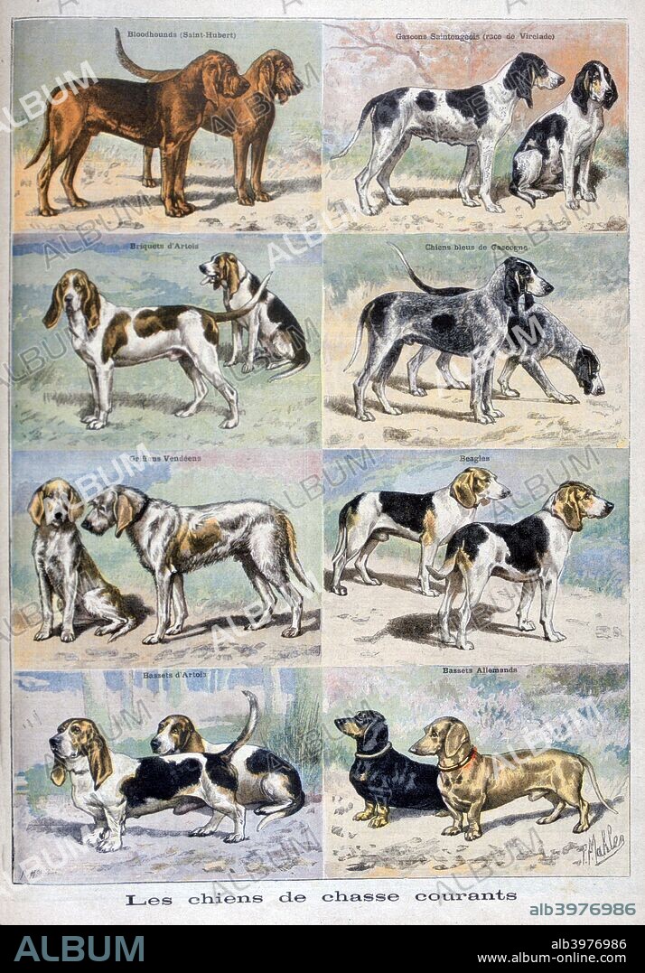 Gun dogs, 1897. An illustration from Le Petit Journal, 8th August 1897.