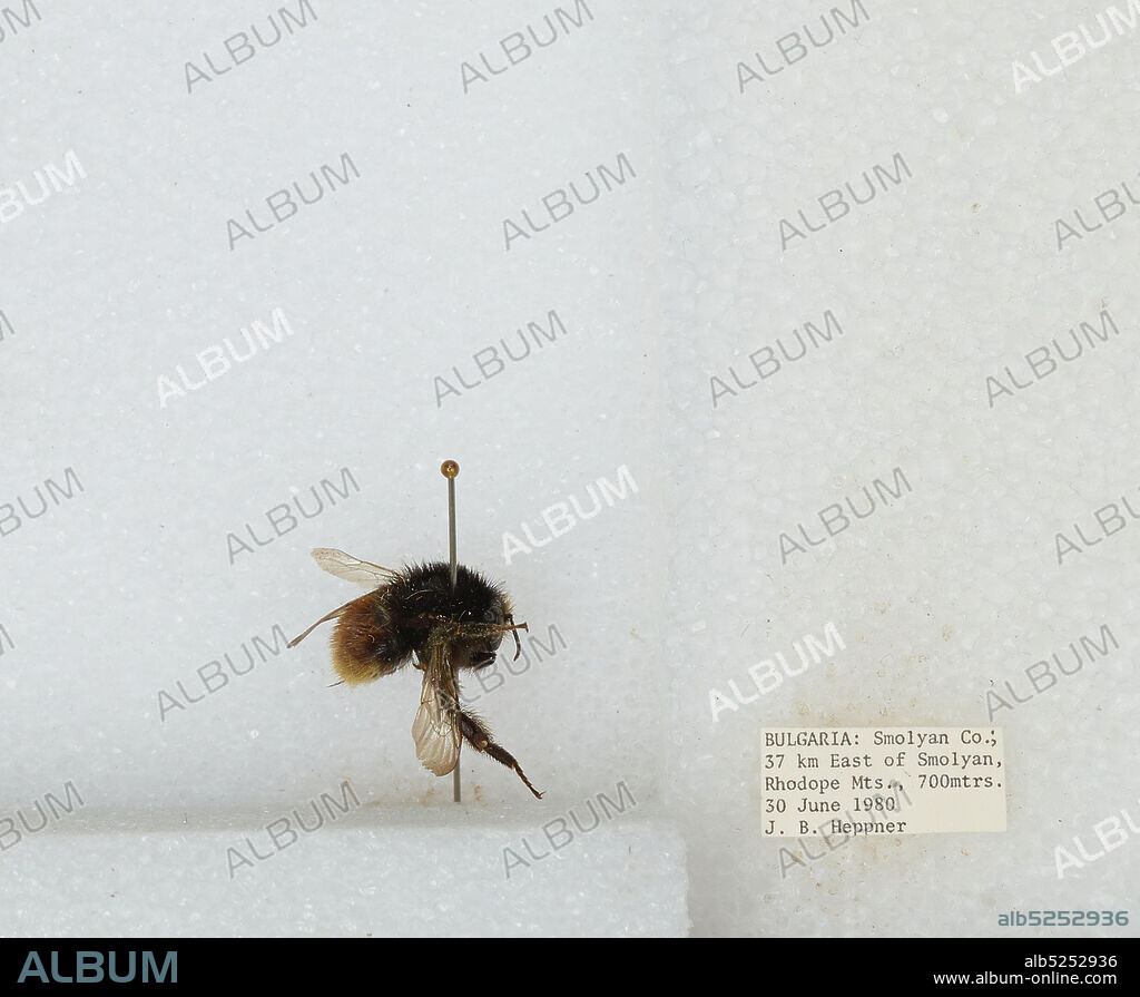 37 km East of Smolyan, Rhodope Mountains, Obshtina Smolyan, Smolyan, Bulgaria, Bombus sp., Animalia, Arthropoda, Insecta, Hymenoptera, Apidae, Apinae.
