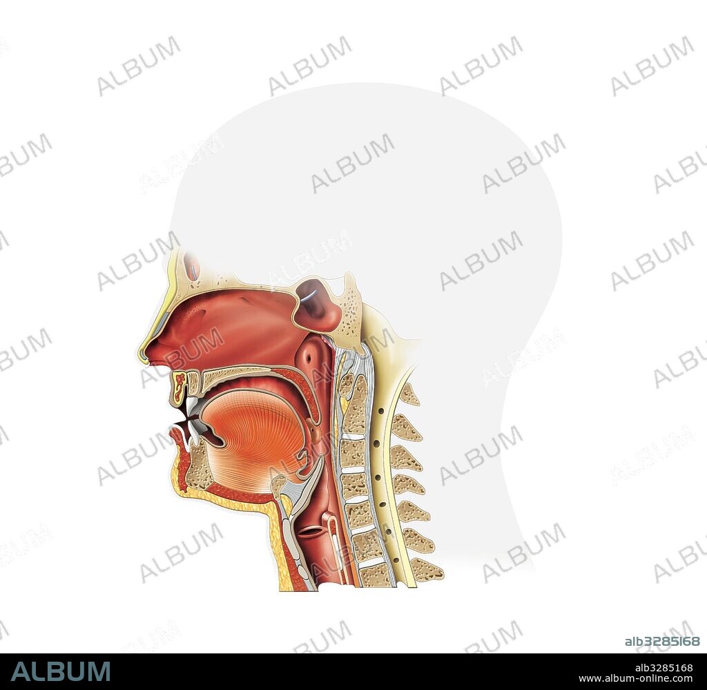 Sección de la cavidad bucal y la faringe.
