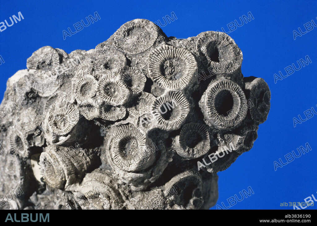 Rugose coral fossil (Aulophyllum fungites) from the Carboniferous Period.