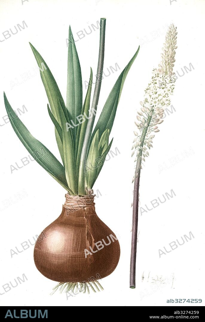 Scilla maritima, Urginea maritima; Scille maritime, Sea onion; Red squill; Sea squill, Redouté, Pierre Joseph, 1759-1840, les liliacees, 1802 - 1816.