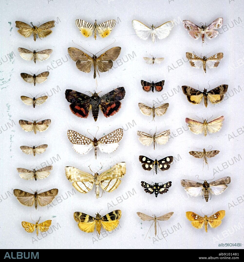 Butterflies/moths - (first row top to bottom) Galleria melonella, Palpita unionalis, Apomyelois bistriatella, Plodia interpunctella, Pampelia formosa, Ephestia elutella, Ephistia kuehniella, Nomophila noctuella, Aulacodes splendens - (second row top to bottom) Dichocrocis zebralis, Filodes fulvidorsalis, Hyblaea sanguinea, Rhodoneura limatula, Herdonia osacesalis, Stericta flammealis - (third row top to bottom) Palpita unionalis, Filodes fulvidorsalis, Pyrausta daphalis, Etiella zinckenella, Crambus occidentalis, Anania funebris, Thyris lugubralis, Agdistis bennetii, (fourth row top to bottom) Rhodoneura zurisana, Maruca testulalis, Uresiphita limbalis, Oncocera semirubella, Lineodes peterseni, Cactoblastis cactorum, Epipagis pictalis.