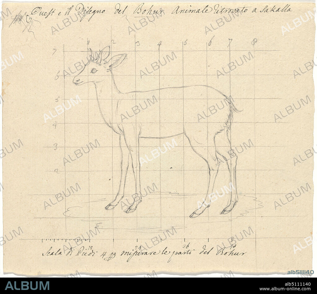 Bohur, Luigi Balugani, 17371770, Italian, undated, Graphite on medium, slightly textured, beige wove paper, Sheet: 5 1/2 x 6 1/4 inches (14 x 15.9 cm), animals, foot, grids, measuring, scale.