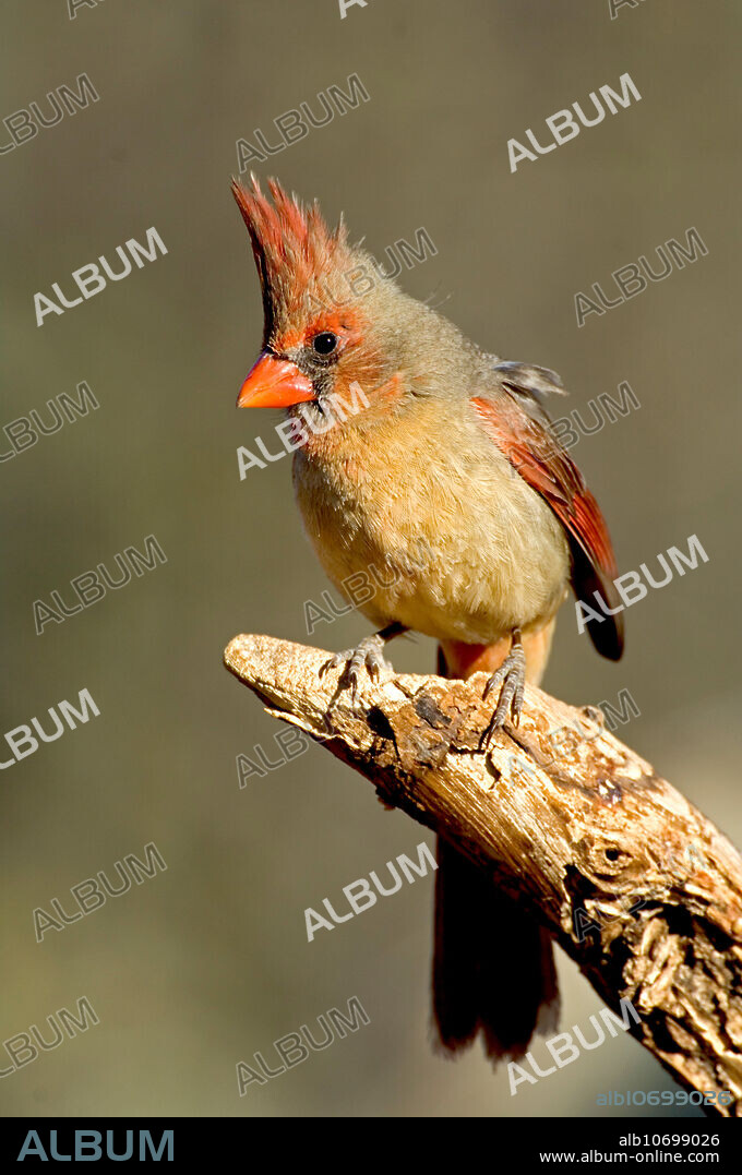 Northern Cardinal (Cardinalis cardinalis) hen. Arizona.