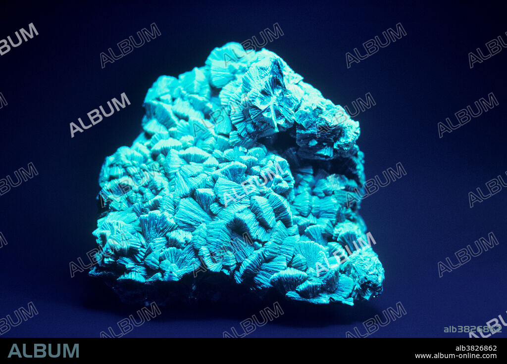 Autunite is calcium uranium phosphate, a distinctive green mineral that forms sprays of flat crystals that resemble wheat sheaves. This mineral is radioactive and also highly fluorescent. It glows bright green under ultraviolet light. This photo shows a specimen from the Daybreak Mine near Spokane, Washington, under ultraviolet light.