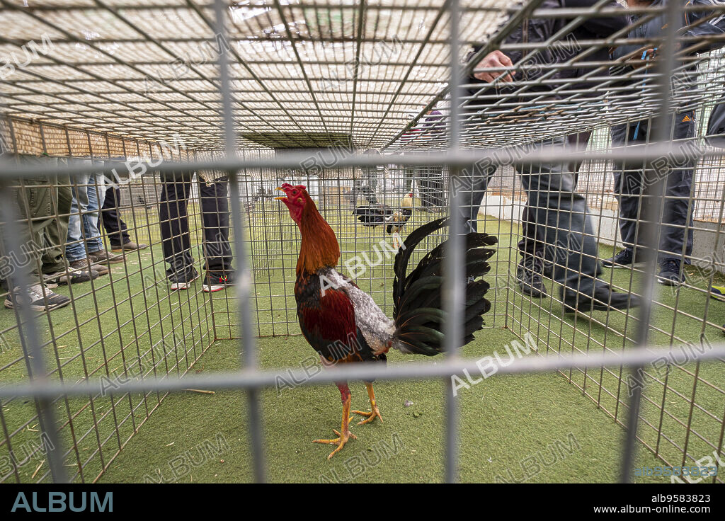 gallo de pelea en una gallera, Mallorca, balearic islands, Spain.