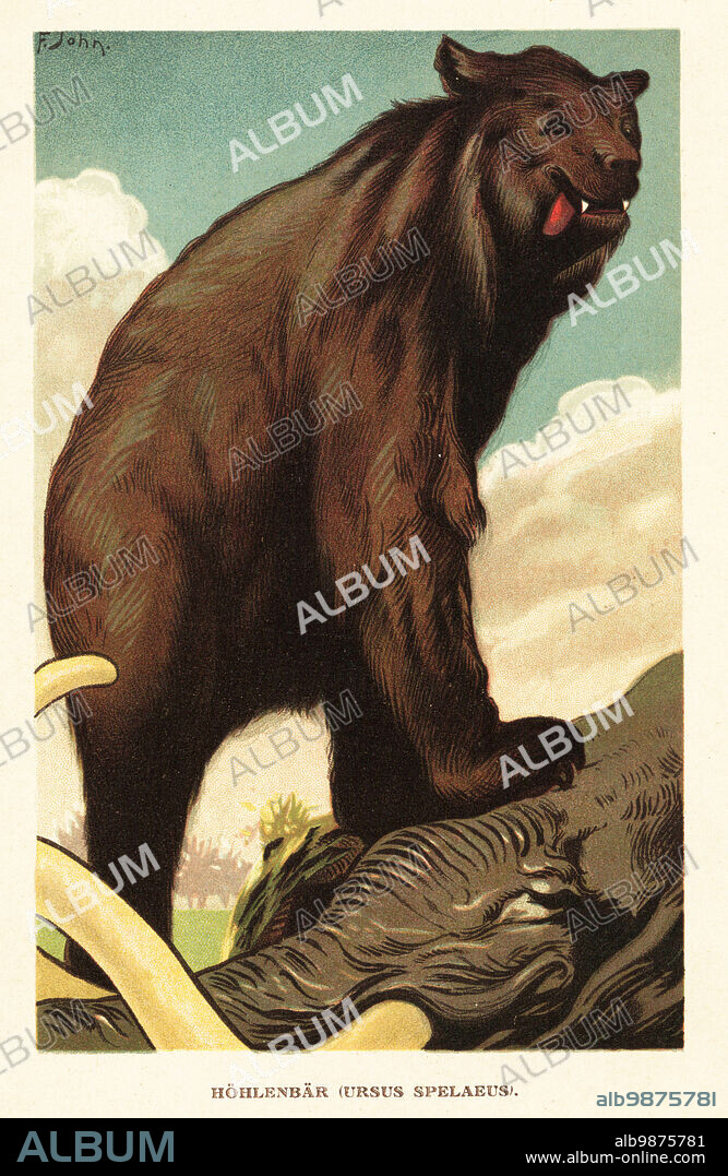 Cave bear, Ursus spelaeus, standing on the carcass of a mammoth. Hohlenbar, Ursus spelaeus. Colour printed illustration by F. John from Wilhelm Bolsches Tiere der Urwelt (Animals of the Prehistoric World), Reichardt Cocoa company, Hamburg, 1908.