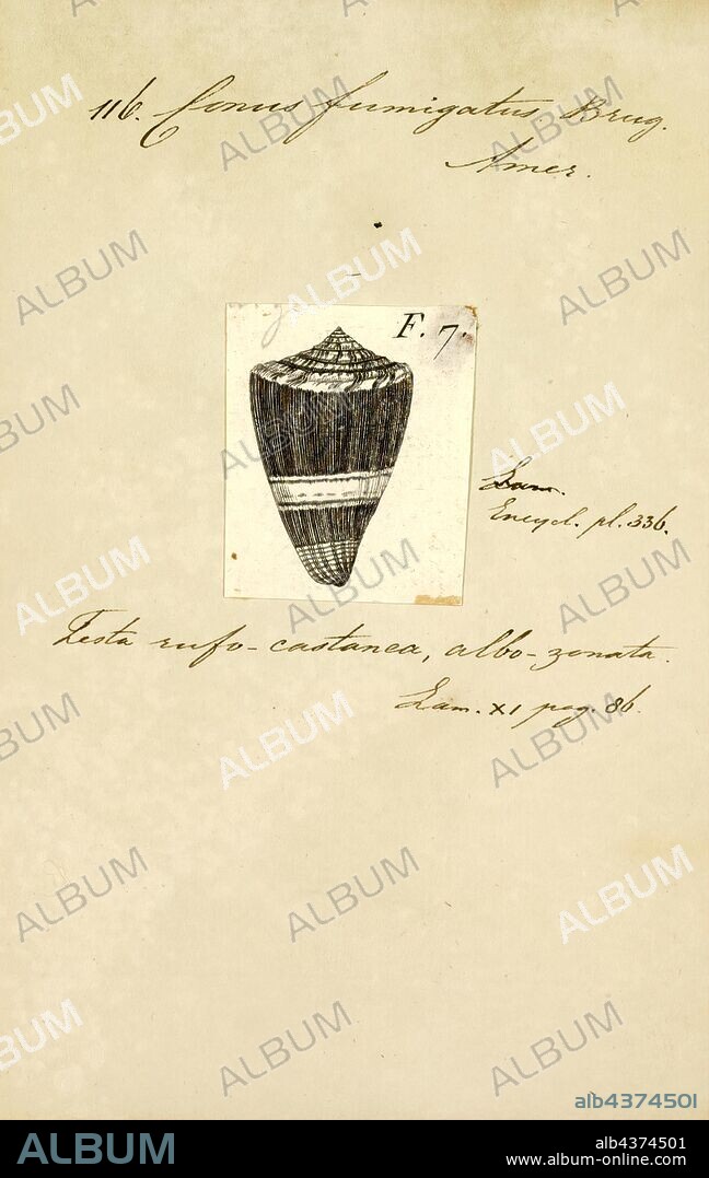 Conus fumigatus, Print, Conus fumigatus, common name the smoky cone, is a species of sea snail, a marine gastropod mollusk in the family Conidae, the cone snails and their allies.