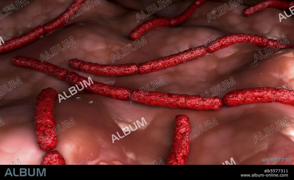 Conceptual biomedical illustration of Streptobacillus moniliformis bacteria.