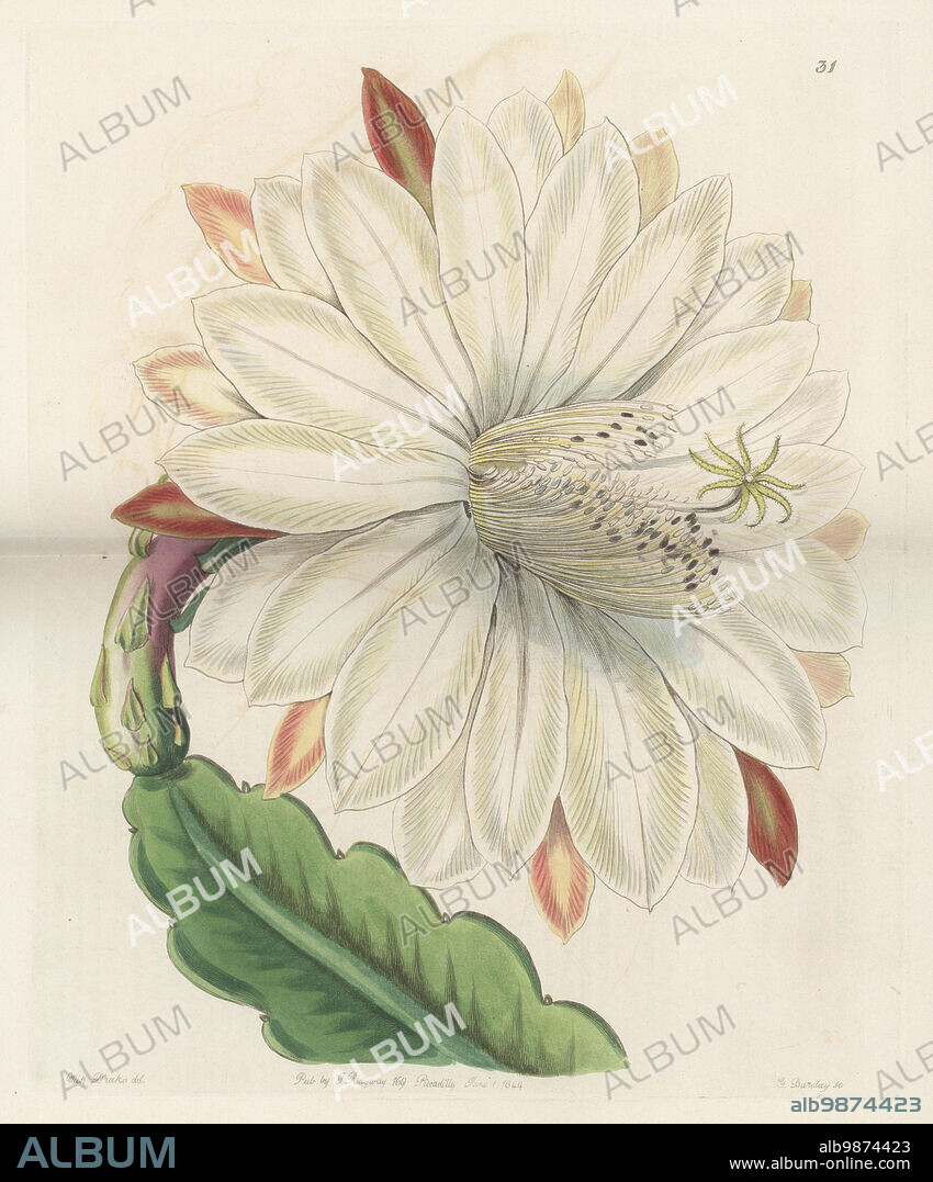 Crenate orchid cactus, Disocactus crenatus. Native from Mexico to Honduras. Sent from Honduras by plant hunter George Ure Skinner and flowered at Carclew, the garden of Sir Charles Lemon. Crenated torch thistle, Cereus crenatus. Handcoloured copperplate engraving by George Barclay after a botanical illustration by Sarah Drake from Edwards Botanical Register, continued by John Lindley, published by James Ridgway, London, 1844.