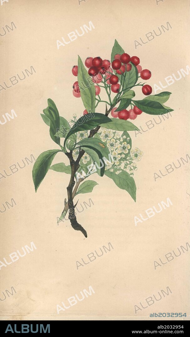 Evergreen thorn tree with blossom and berries, Pyracantha coccinea. Handcoloured botanical illustration drawn from nature by Mrs. Rebecca Hey from her own "Spirit of the Woods," London, Longman, Rees, 1837. Rebecca Hey was a Victorian writer, poet and artist who wrote "Moral of Flowers" 1833 and "Recollections of the Lakes" 1841. The plates were probably engraved by William Clark, former draughtsman to the London Horticultural Society, and engraver on Hey's previous book.