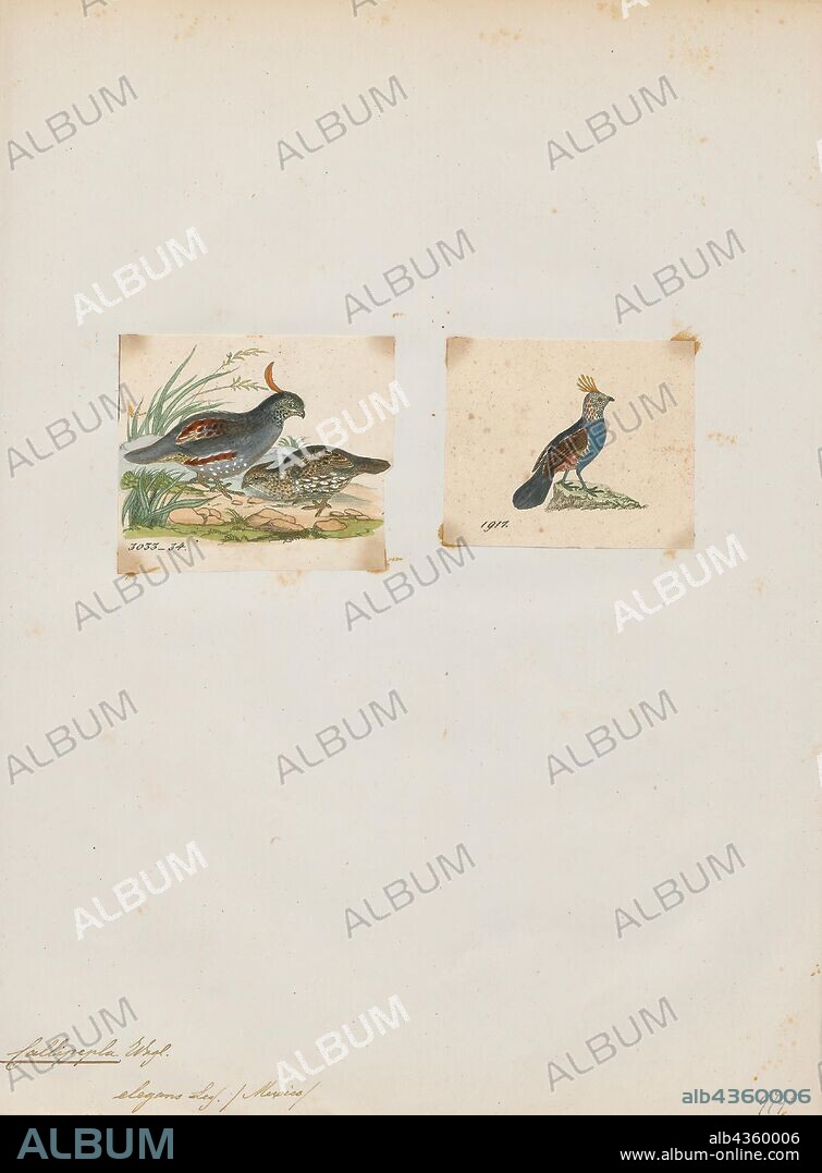 Callipepla elegans, Print, The elegant quail (Callipepla douglasii) is a species of New World quail endemic to Pacific-slope thorn forest of north-western Mexico, from southern Sonora to Nayarit. These are common, mainly ground-dwelling birds, and the IUCN has rated them as being a "species of least concern"., 1700-1880.