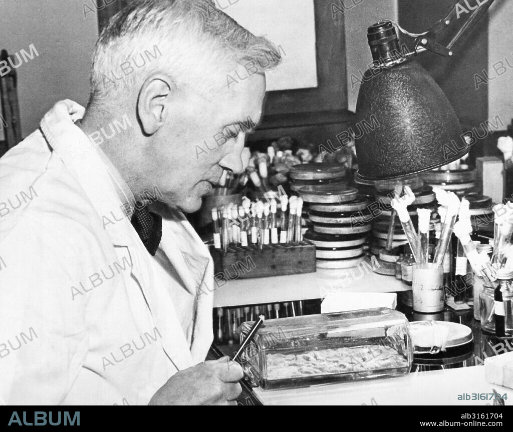 London, England: December 24, 1943 Professor Alexander Fleming examining cultures of penicillin in his laboratory at St. Mary's Hospital. He discovered penicillin in 1928, and it is soon to be mass produced for civilian as well as military use.